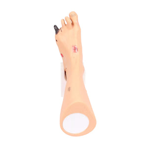 Modèle de pied avec plaies - Anatomie et pathologie My Podologie 