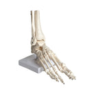 Squelette du pied articulé - My Podologie